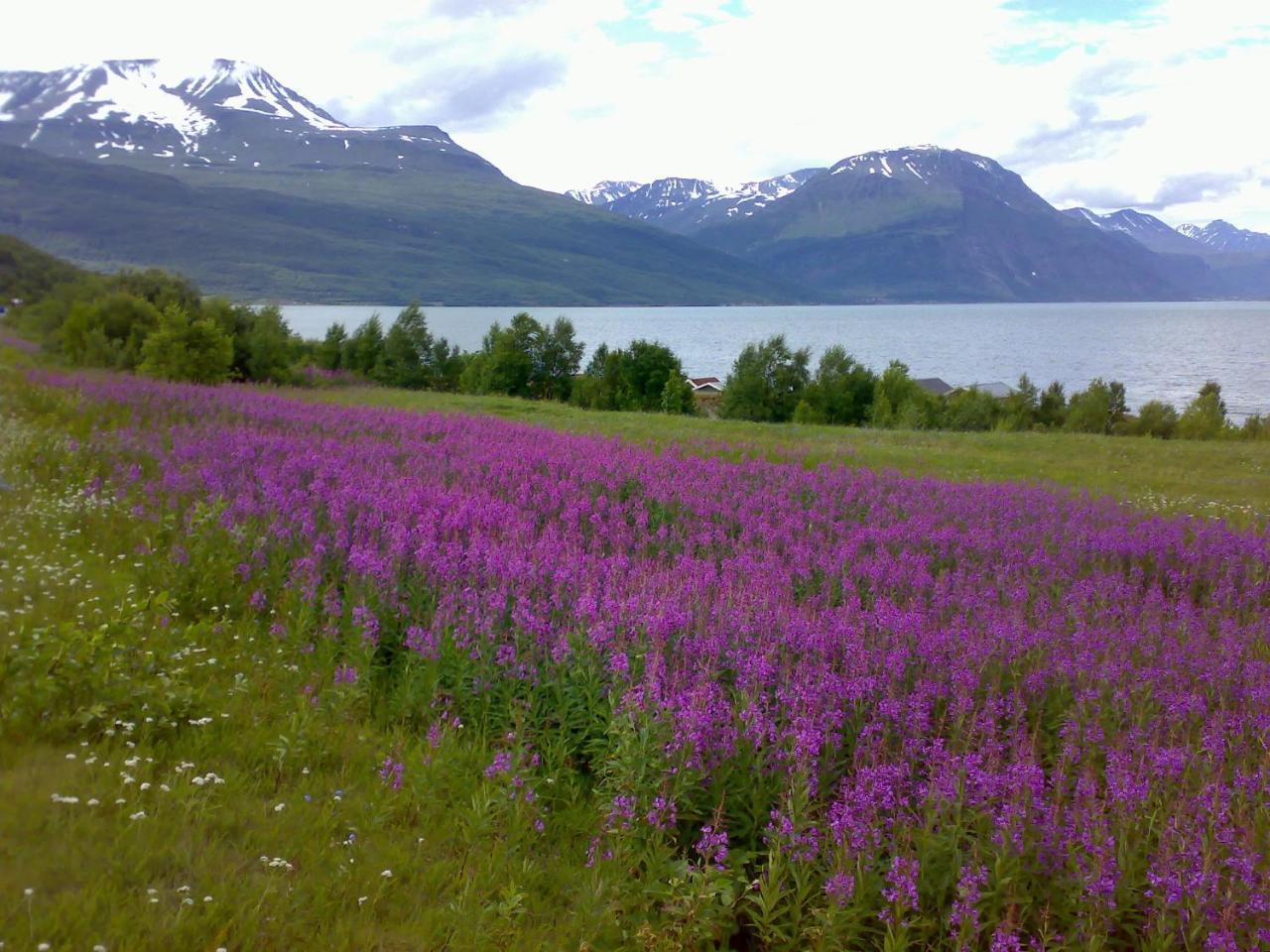 Guesthouse Haltinmaa Kilpisjärvi Exterior foto